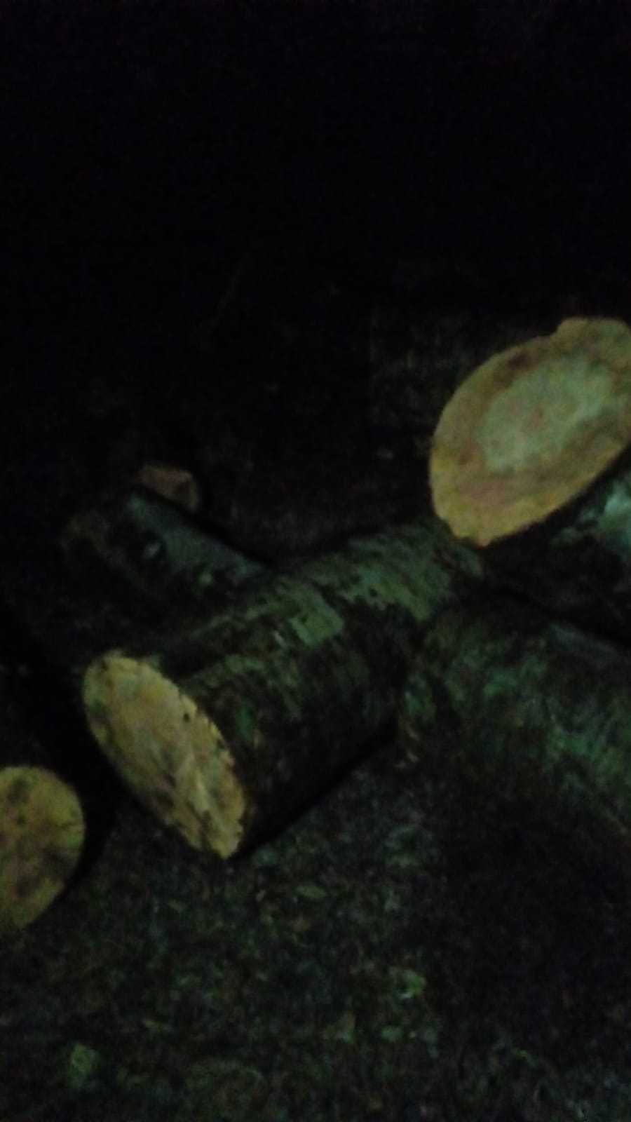 İsmayıllı meşələrində 